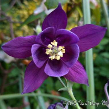 Aquilegia