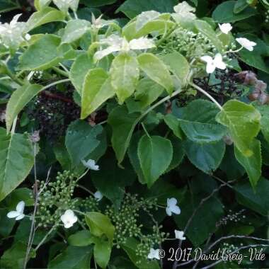 Hydrangea petiolaris  syn. Hydrangea anomala subsp. petiolaris