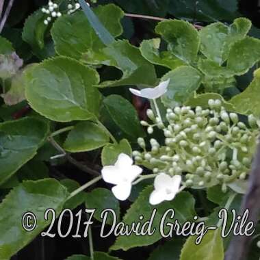 Hydrangea petiolaris  syn. Hydrangea anomala subsp. petiolaris