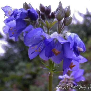 Polemonium caeruleum