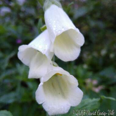 Digitalis purpurea 'Alba'