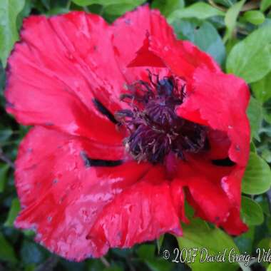 Papaver commutatum 'Ladybird'