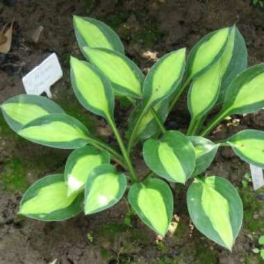 Hosta 'T Dawg'