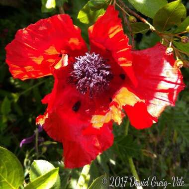 Papaver orientale 'Beauty of Livermere'