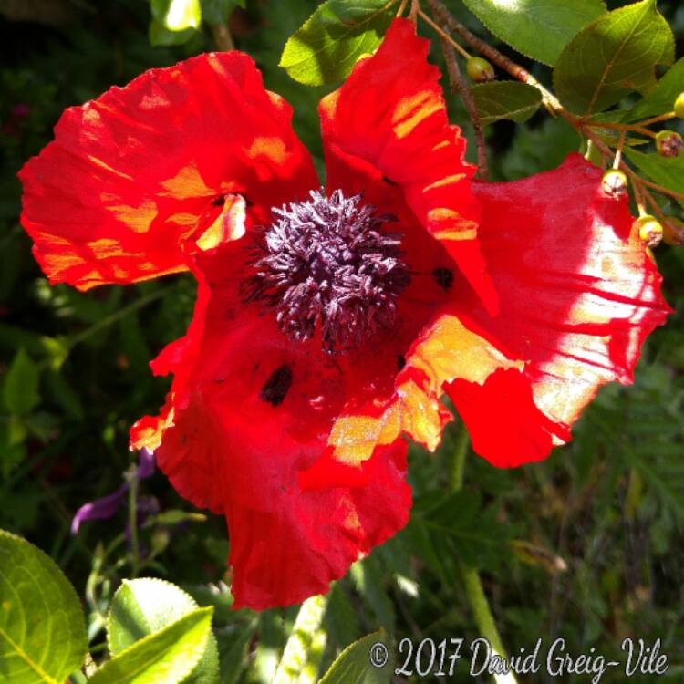 Plant image Papaver orientale 'Beauty of Livermere'