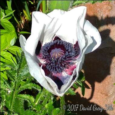 Papaver orientale 'Checkers'