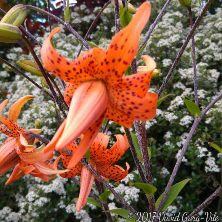 Plant image Lilium lancifolium 'Flore Pleno' syn. Lilium tigrinum 'Flore Pleno'