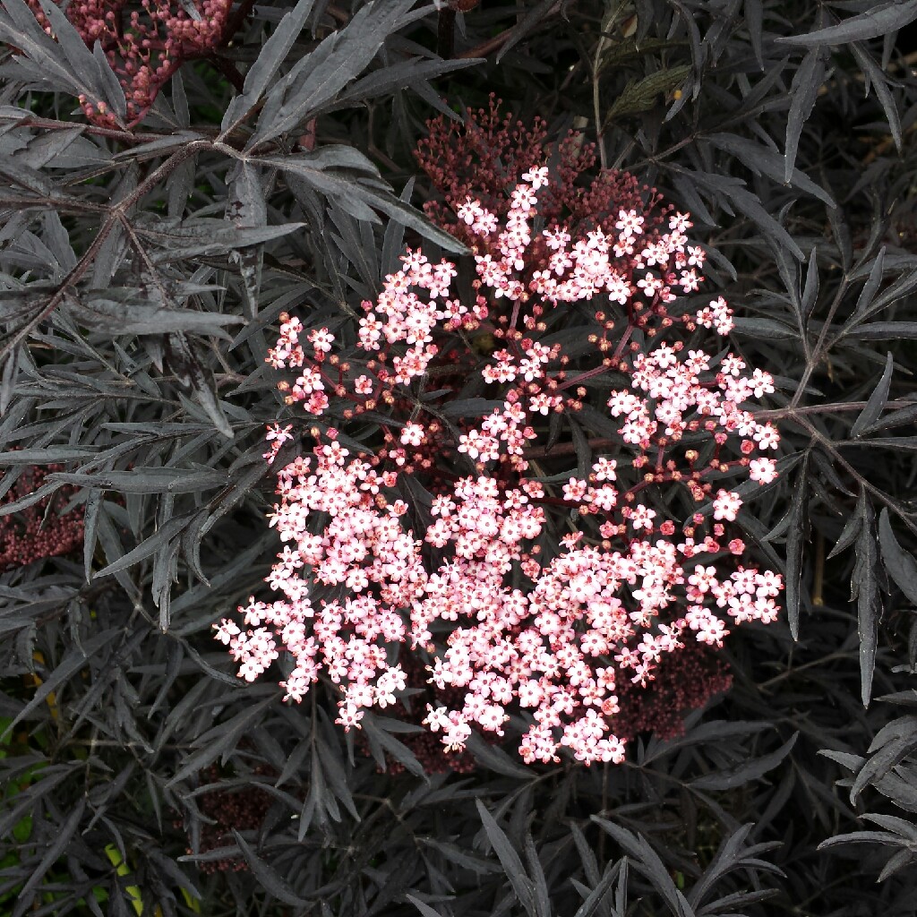 plant image 52154