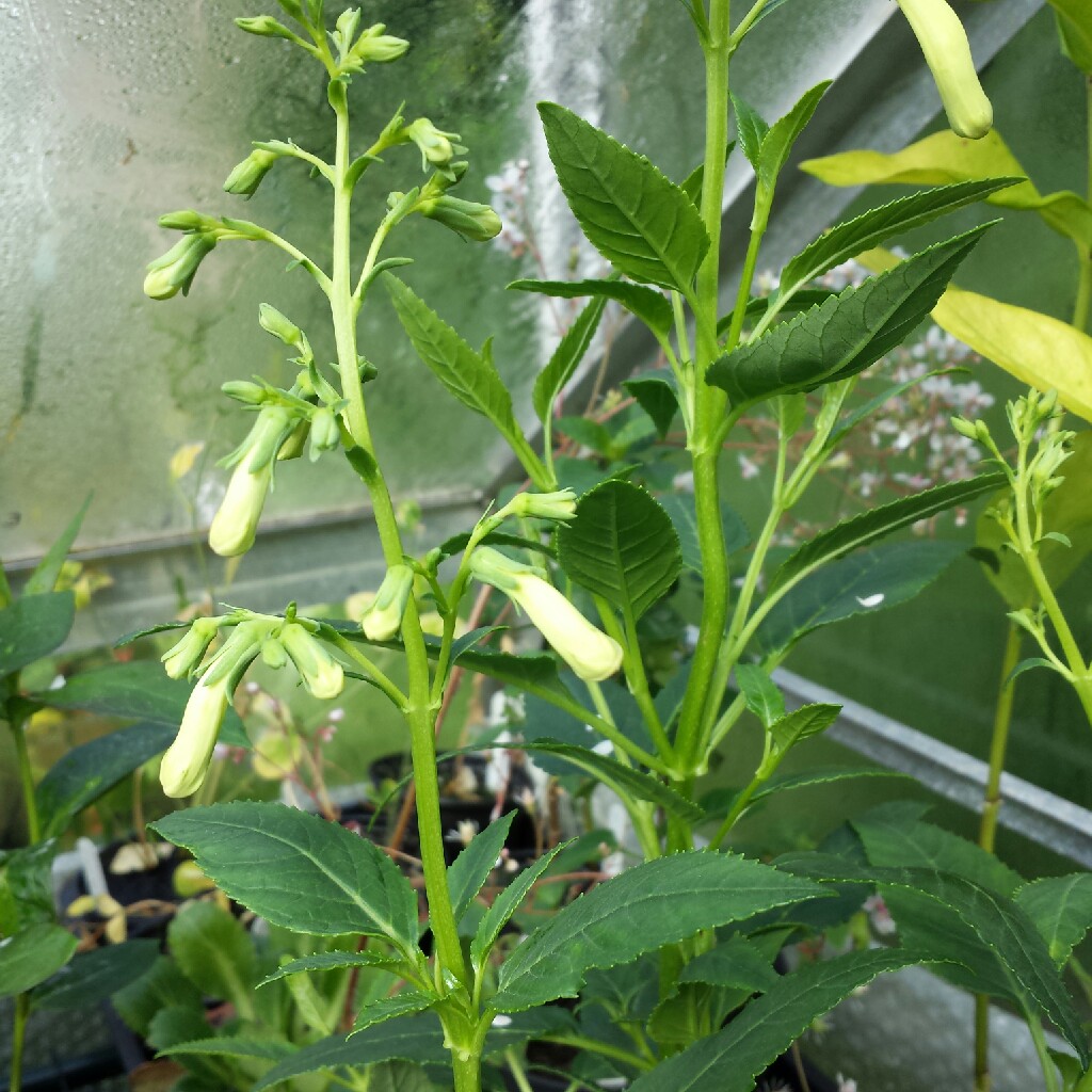 Plant image Phygelius aequalis 'Yellow Trumpet'