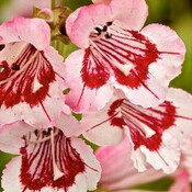 Plant image Penstemon 'Strawberries And Cream'