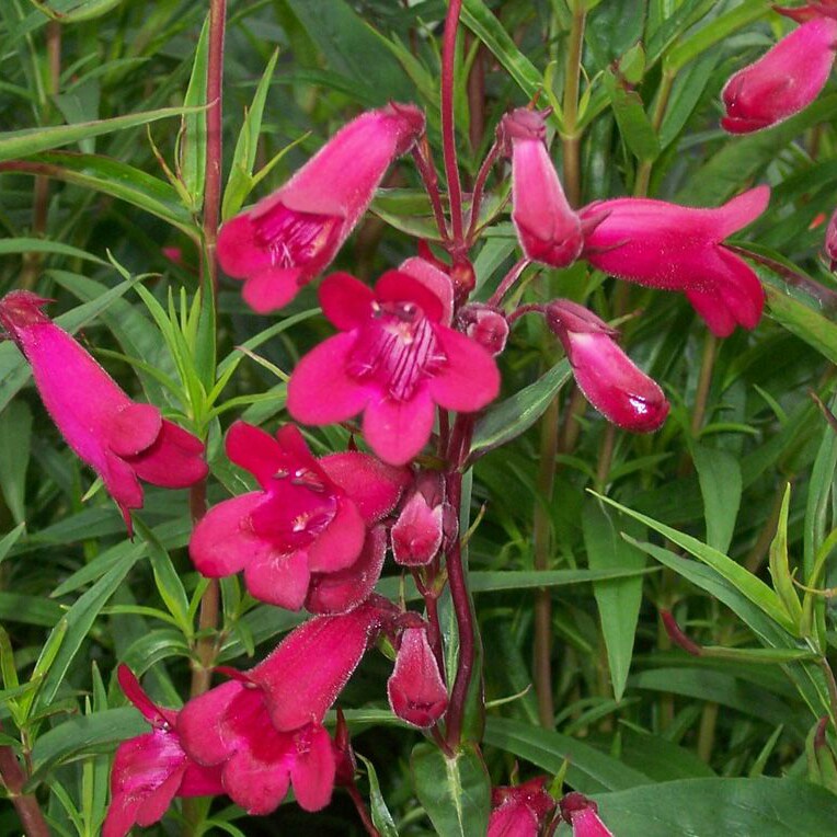 Plant image Penstemon 'Andenken an Friedrich Hahn' syn. Penstemon 'Garnet'