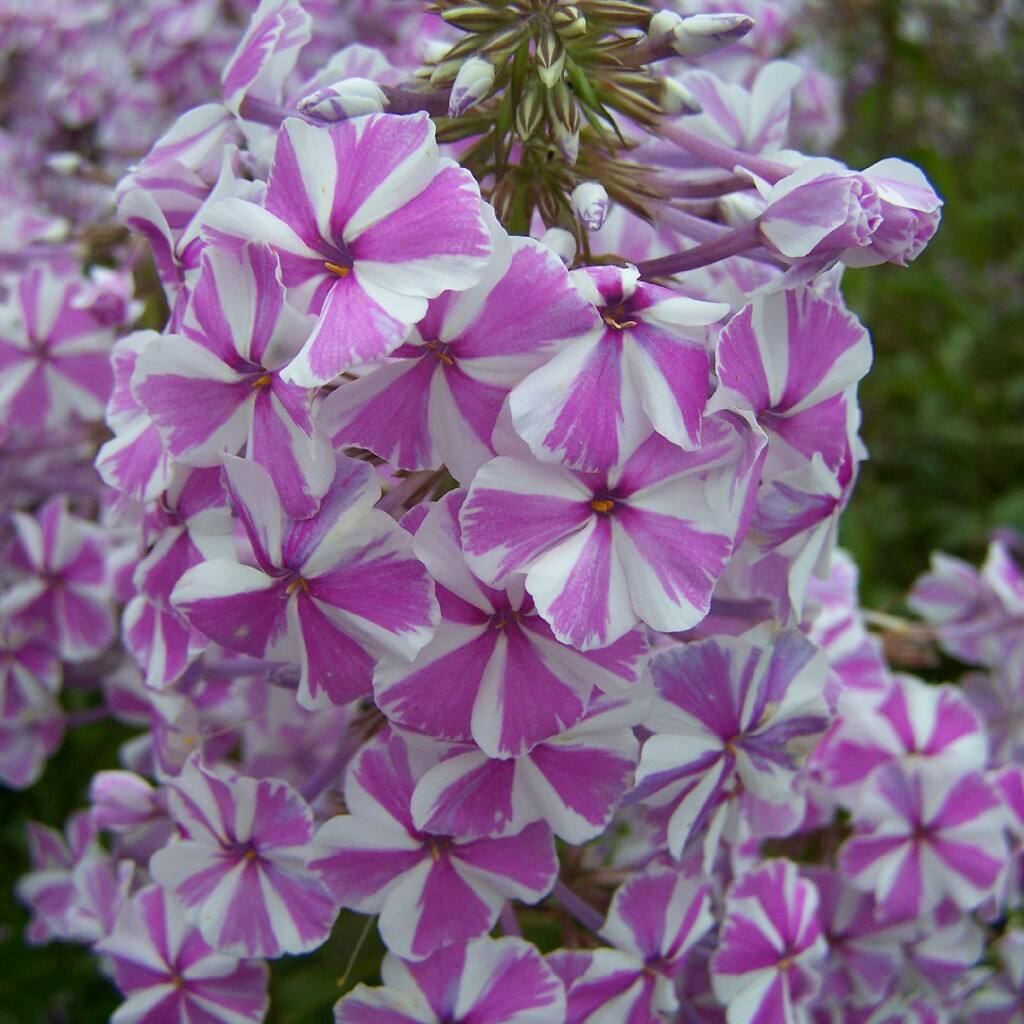 Plant image Phlox maculata 'Natascha'