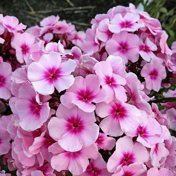 Plant image Phlox Paniculata 'Bright Eyes'