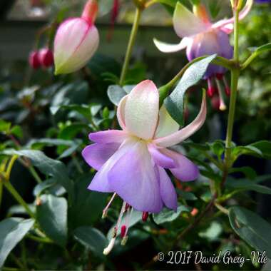 Fuchsia 'Blue Angel'