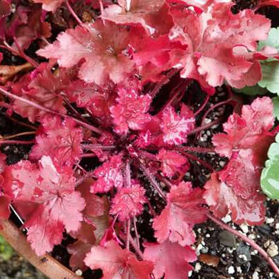 Plant image Heuchera 'Cinnamon Curls'