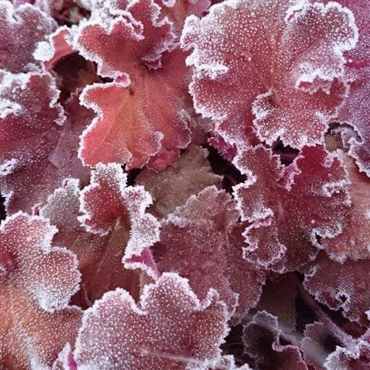 Plant image Heuchera 'Tangerine Wave' (Fox Series)