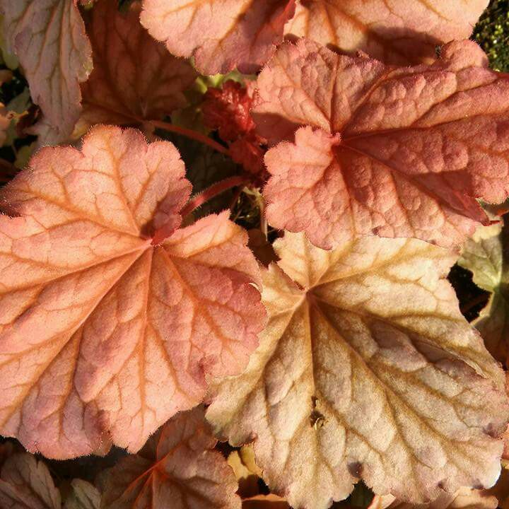 Plant image Heuchera 'Berry Smoothie'