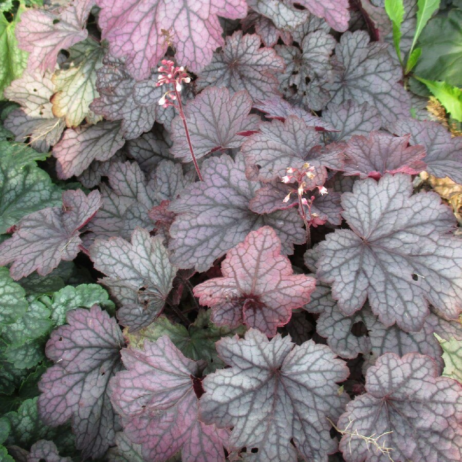 Plant image Heuchera 'Carnival Rose Granita' (Carnival Series)