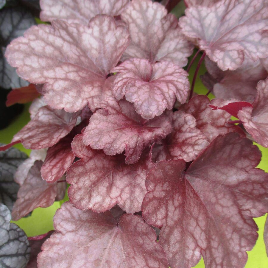 Plant image Heuchera 'Royal Flame'