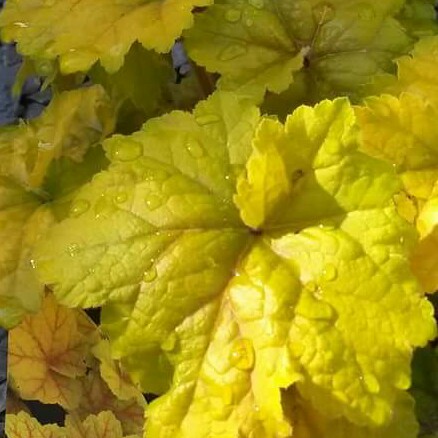 Plant image Heuchera 'Electra'