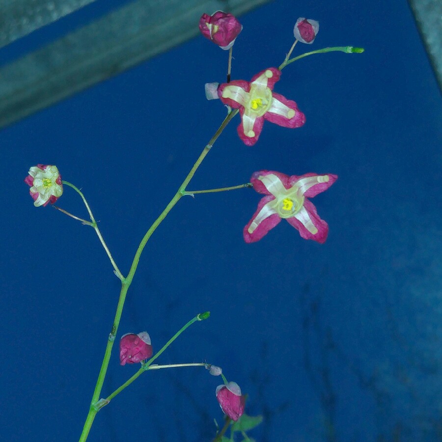 Plant image Epimedium x rubrum