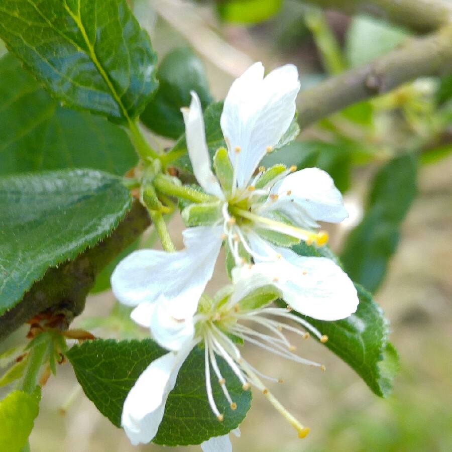 Prunus domestica 'Cambridge Gage'