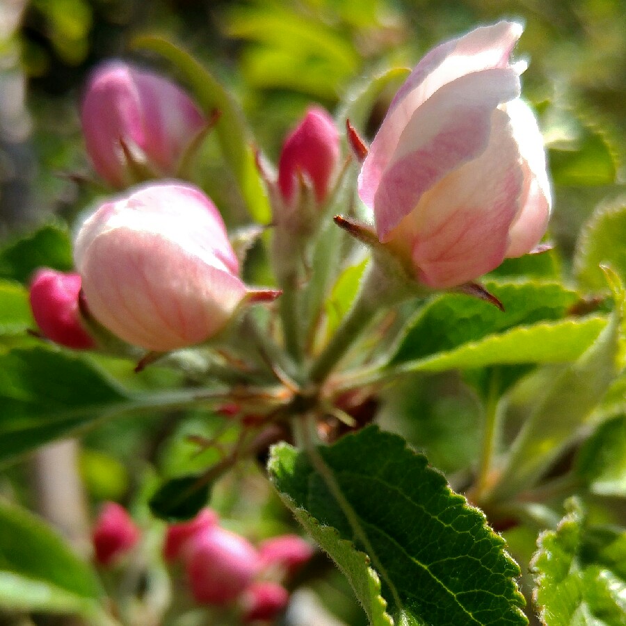 Malus x zumi 'Golden Hornet'