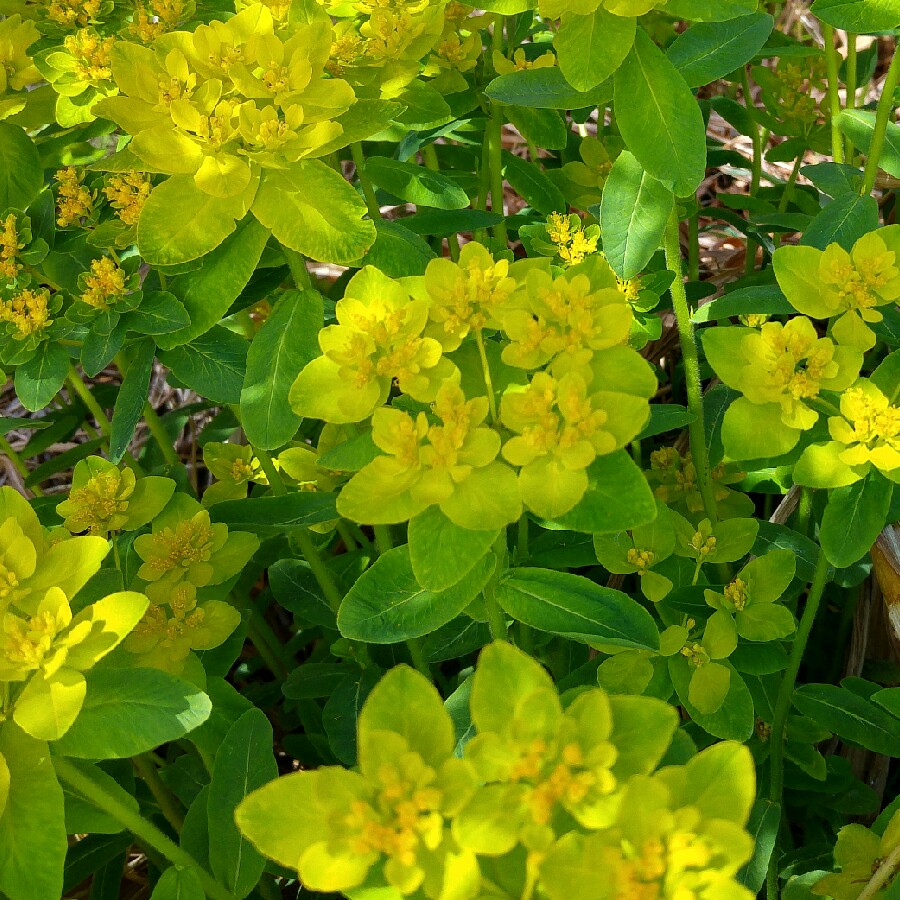 Plant image Euphorbia epithymoides 'Bonfire'