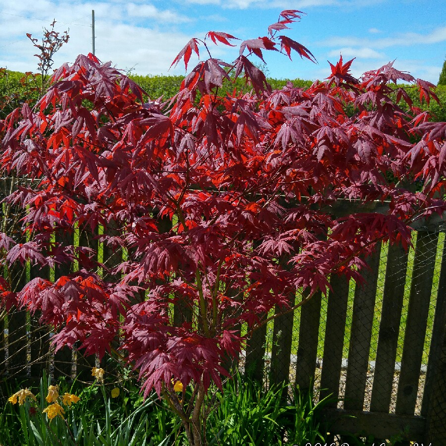 Acer palmatum 'Bloodgood'