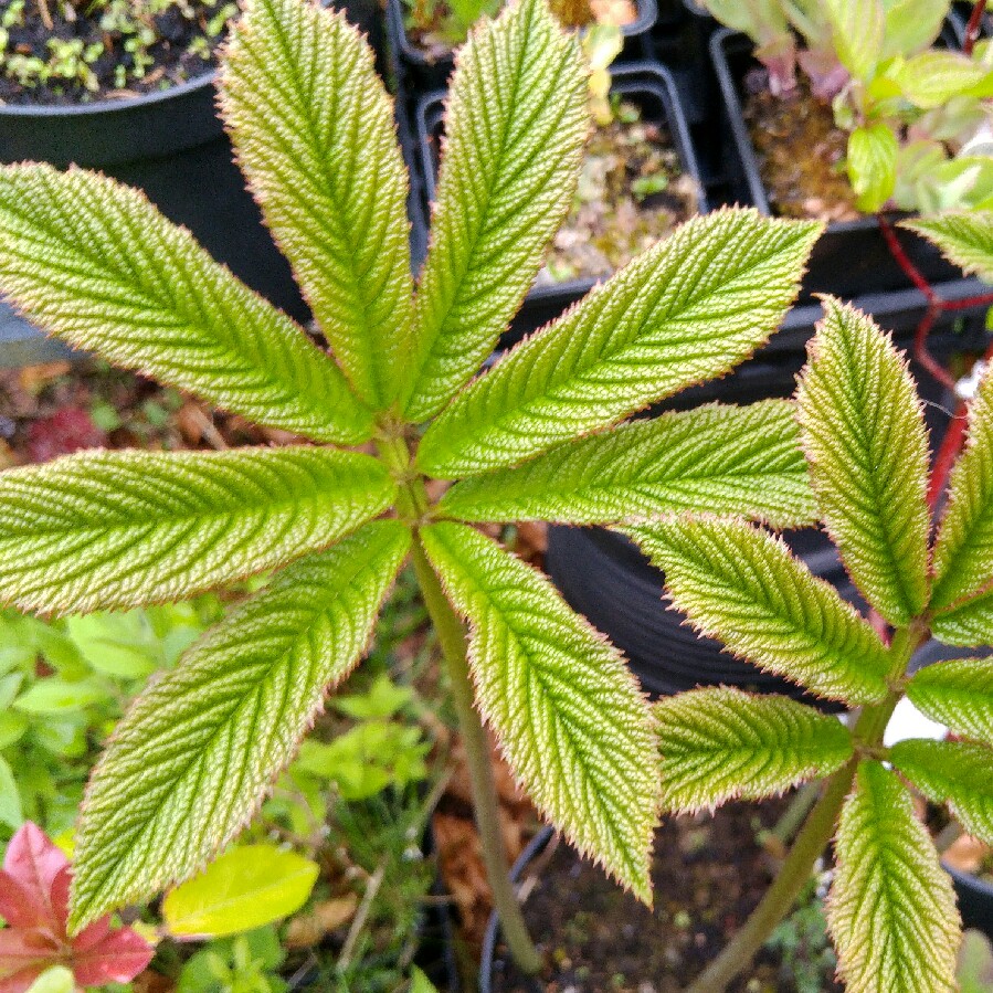 Plant image Rodgersia pinnata 'Superba'