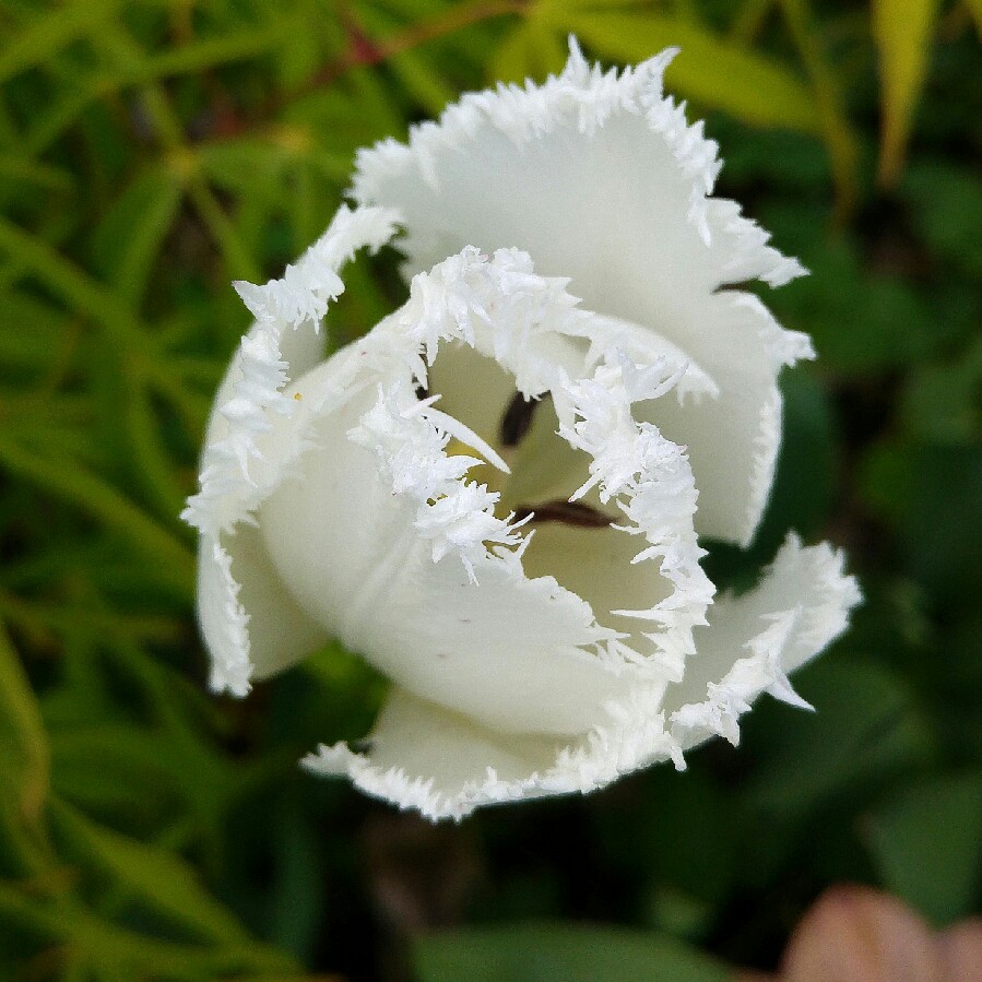 Plant image Tulipa 'Swan Wings'