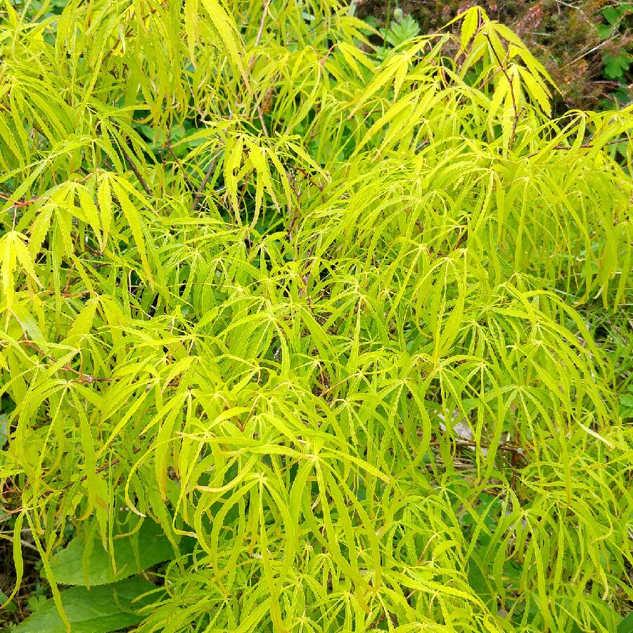 Acer Palmatum 'Kinshi'