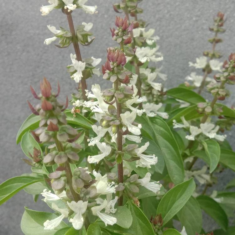 Plant image Ocimum tenuiflorum syn. Ocimum sanctum