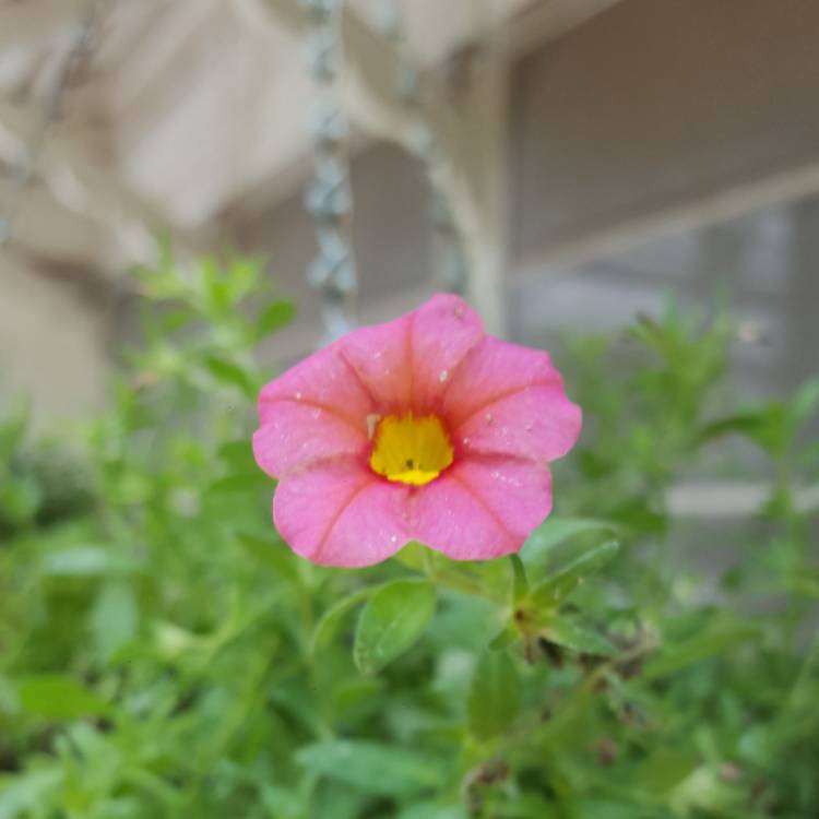 Plant image Calibrachoa 'Starlight Pink'