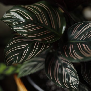 Calathea Ornata syn. Calathea Ornata 'Sanderiana' syn. Goeppertia majestica 'Sanderiana'