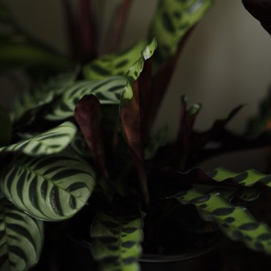 Calathea lancifolia