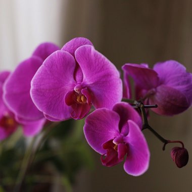 Phalaenopsis