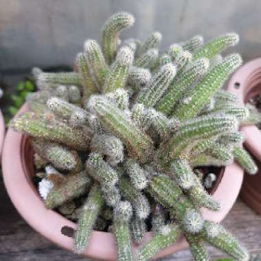 Peanut Cactus