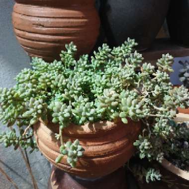 Graptopetalum 'Mendozae'