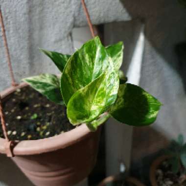 Epipremnum aureum (Devil's Ivy)