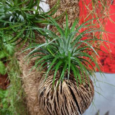 Airplant