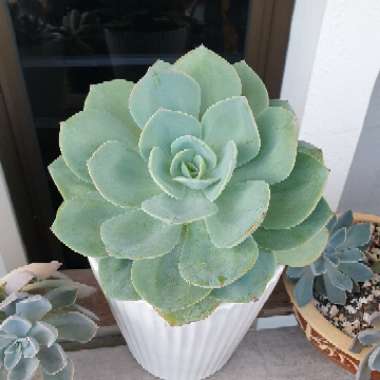 Echeveria 'Haku-Ho'