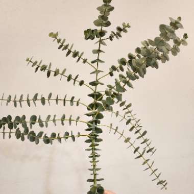 Eucalyptus cinerea subsp. cinerea