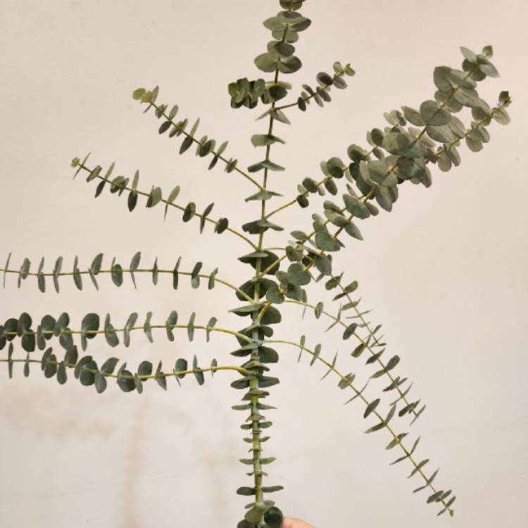 Plant image Eucalyptus cinerea subsp. cinerea