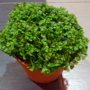 Selaginella Apoda