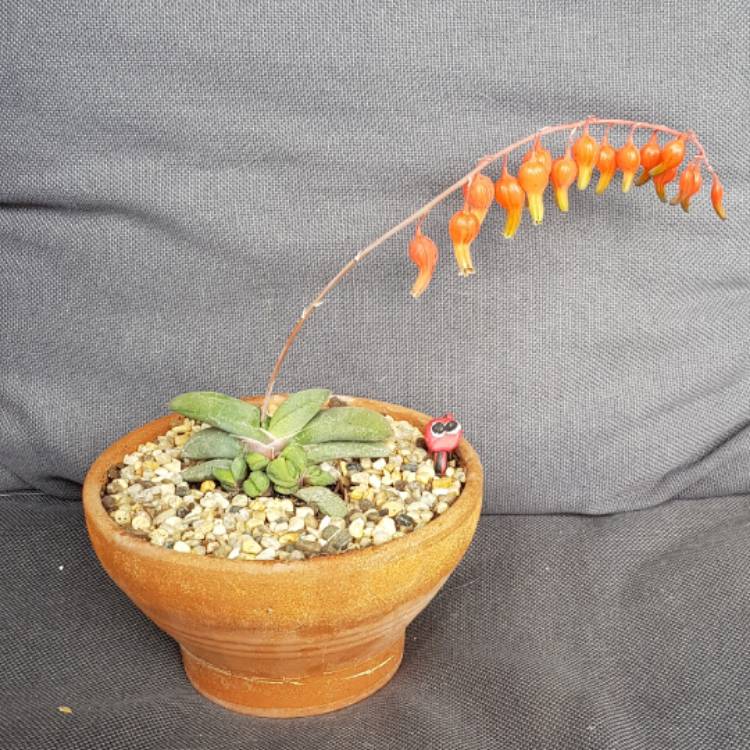 Plant image Gasteria Glomerata