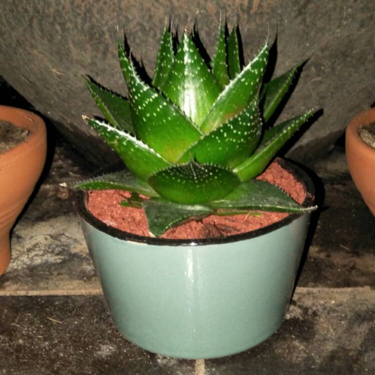 Plant image Aloe 'Cosmo' (Green Pearl)