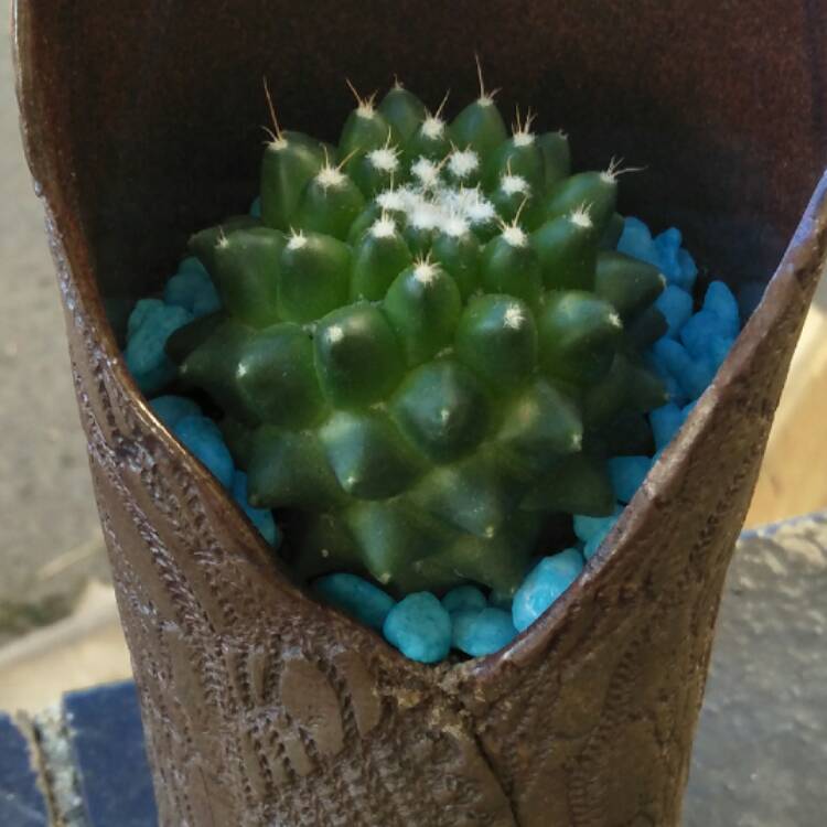 Plant image Mammillaria polythele f. nuda syn. Mammillaria polythele 'Stachellos'