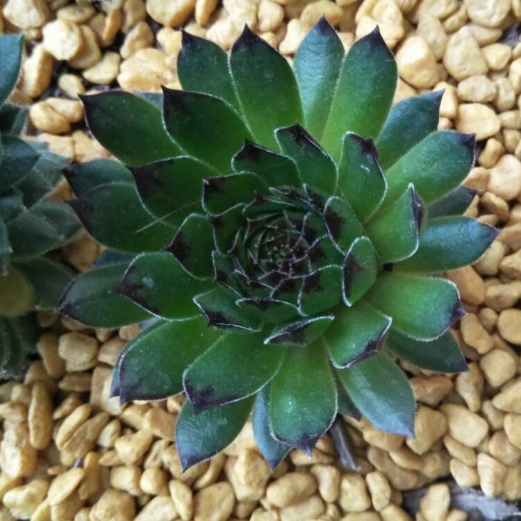 Plant image Sempervivum Reinhardt