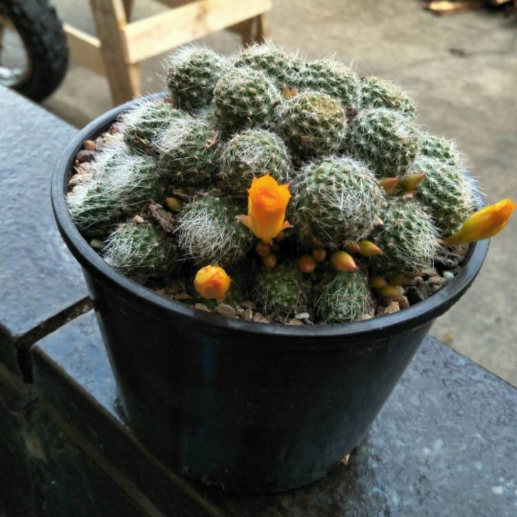 Plant image Rebutia fabrisii var. aureiflora